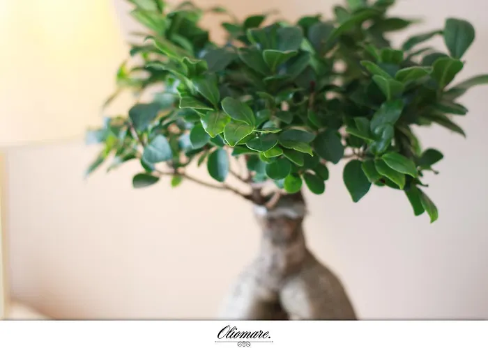 Oliomare تروغير